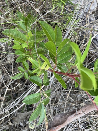 Schinus terebinthifolia (Brazilian pepper)