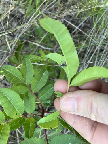 Schinus terebinthifolia (Brazilian pepper)