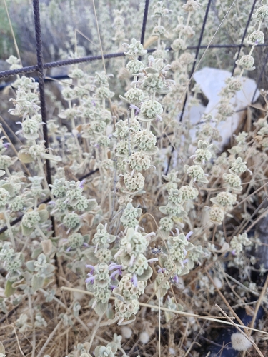 Pseudodictamnus mediterraneus (alternate view 5)