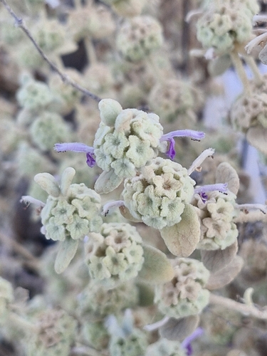 Pseudodictamnus mediterraneus (alternate view 6)