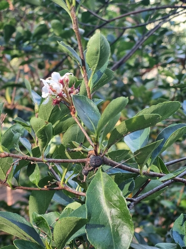 Rhaphiolepis indica (Indian Hawthorn) (alternate view 3)