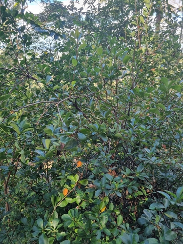 Rhaphiolepis indica (Indian Hawthorn) (alternate view 4)