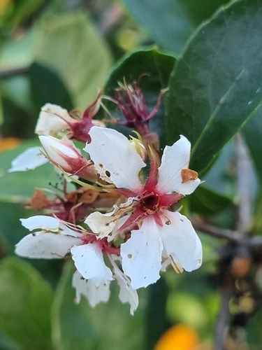 Rhaphiolepis indica (Indian Hawthorn) (alternate view 5)