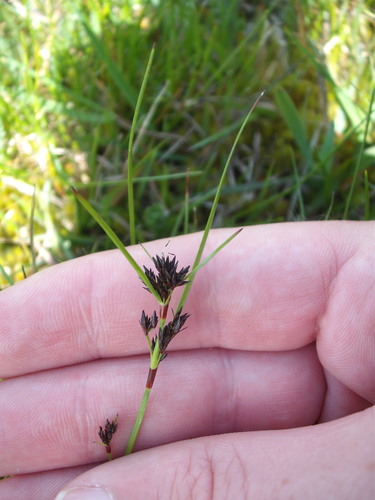 Schoenus apogon (common bog-rush)