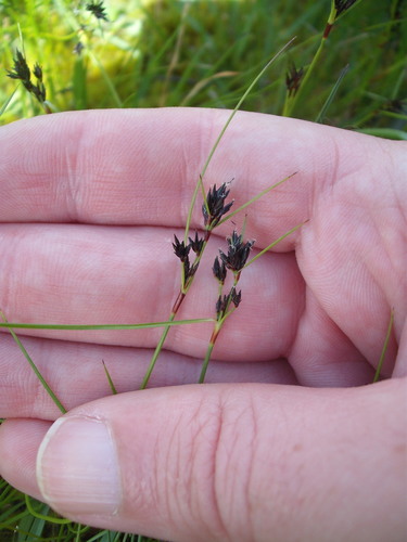 Schoenus apogon (common bog-rush) (alternate view 2)