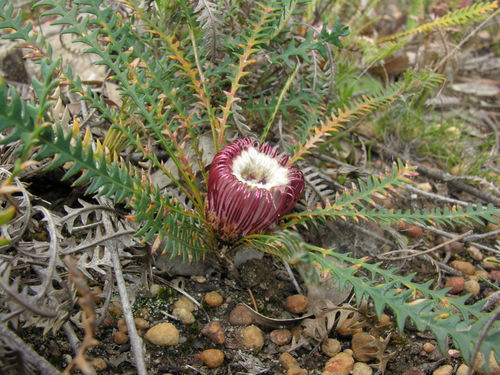 Banksia dallanneyi (couch honeypot)