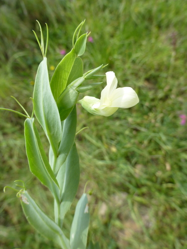 Lathyrus (sweet peas and vetchlings) (alternate view 3)