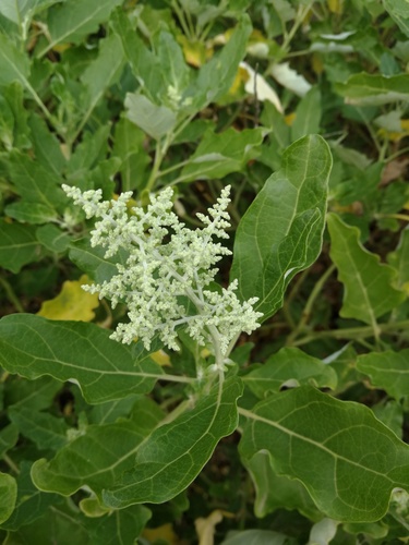 Chenopodium (Goosefoots) (alternate view 2)