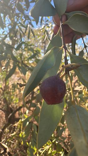 Santalum lanceolatum (Blue Bush) (alternate view 3)