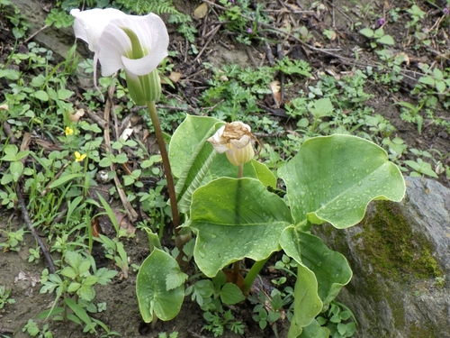 Arisaema candidissimum (White Jack-in-the-pulpit)
