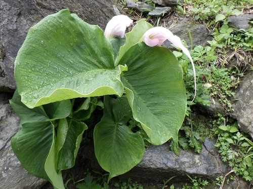 Arisaema candidissimum (White Jack-in-the-pulpit) (alternate view 2)