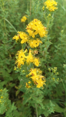Hypericum maculatum (Imperforate St John's-wort) (alternate view 2)