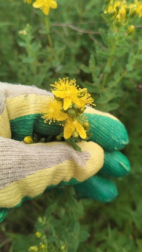 Hypericum maculatum (Imperforate St John's-wort) (alternate view 4)