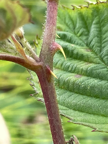 Rubus (brambles) (alternate view 10)