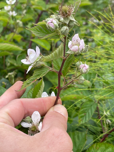 Rubus (brambles) (alternate view 8)