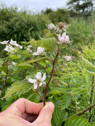 Rubus (brambles) (alternate view 7)