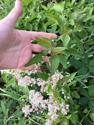Fallopia baldschuanica (Bukhara Fleeceflower)