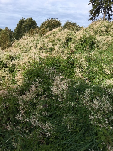 Fallopia baldschuanica (Bukhara Fleeceflower)