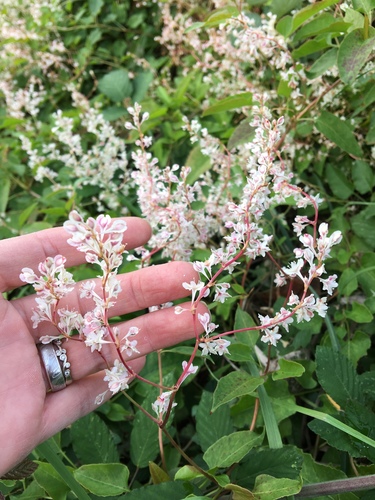 Fallopia baldschuanica (Bukhara Fleeceflower)
