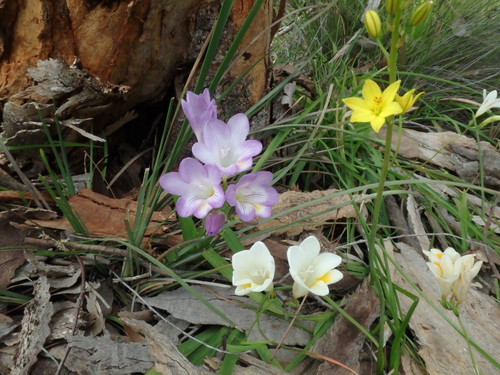 Freesia × kewensis