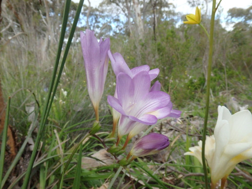 Freesia × kewensis (alternate view 2)