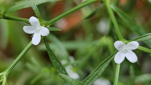 Polypremum procumbens (Rust Weed) (alternate view 4)