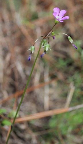 Oxalis violacea (violet woodsorrel)