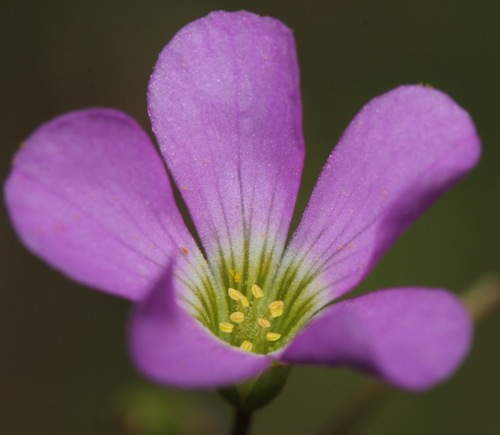 Oxalis violacea (violet woodsorrel)