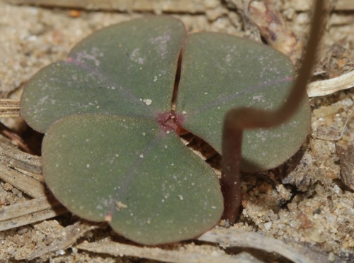 Oxalis violacea (violet woodsorrel)