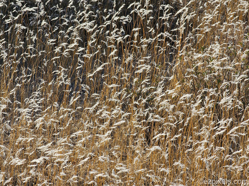 Bromus rubens (Red Brome) (alternate view 6)