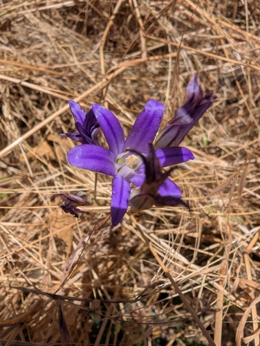 Brodiaea coronaria (Crown Brodiaea) (alternate view 6)