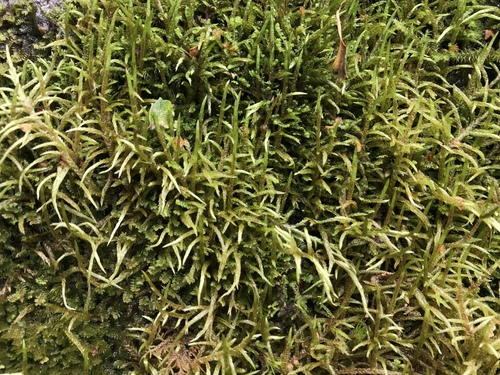 Pleurozium schreberi (Red-stemmed Feather Moss)
