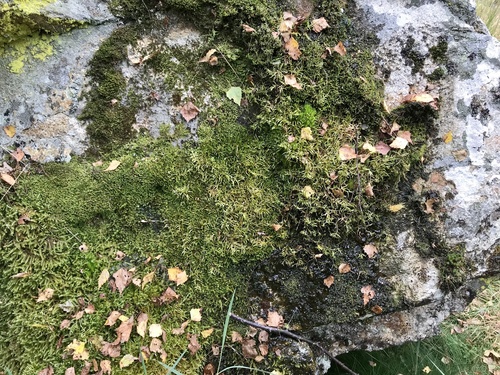 Pleurozium schreberi (Red-stemmed Feather Moss)