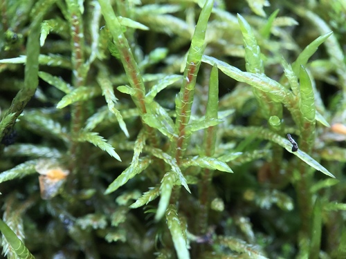Pleurozium schreberi (Red-stemmed Feather Moss)