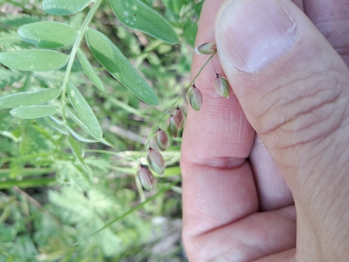 Melica nutans (alternate view 11)