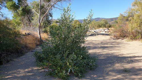 Salix laevigata (red willow) (alternate view 7)