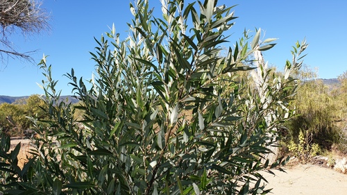 Salix laevigata (red willow) (alternate view 8)