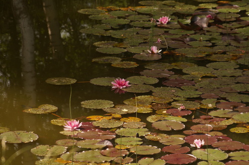 Nymphaea × marliacea (coloured water-lily) (alternate view 6)
