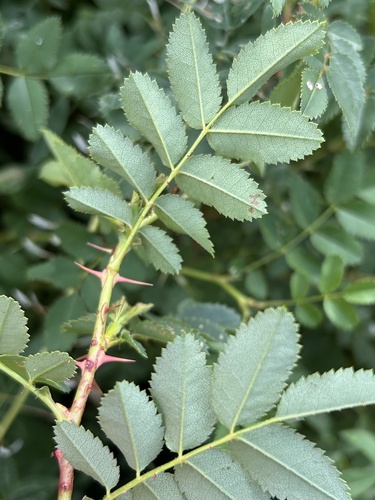 Rosa spinosissima (Burnet Rose)