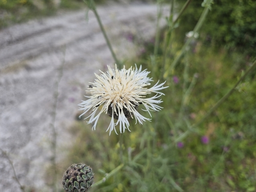 Centaurea scabiosa (Greater Knapweed)