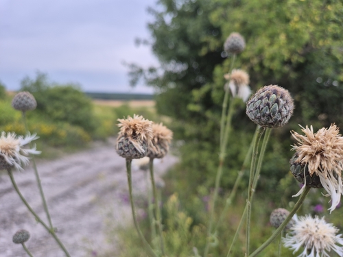 Centaurea scabiosa (Greater Knapweed)