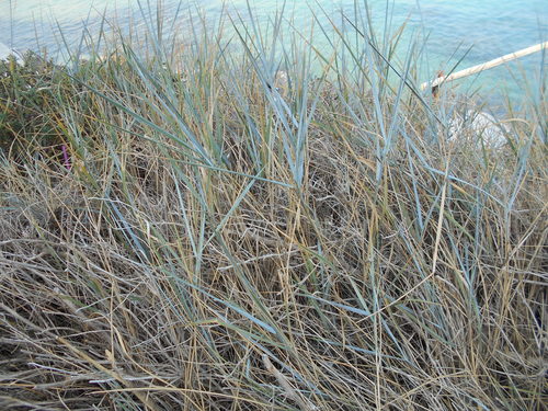 Elymus athericus (sea couch)