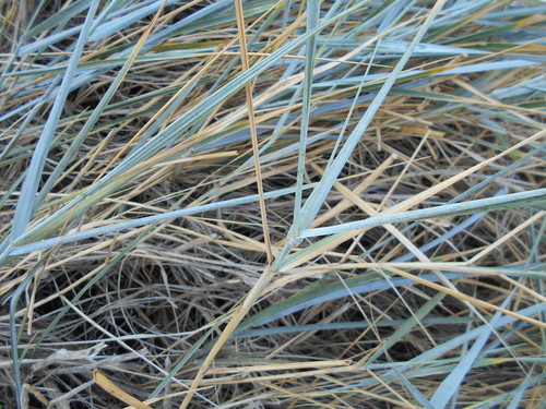 Elymus athericus (sea couch)