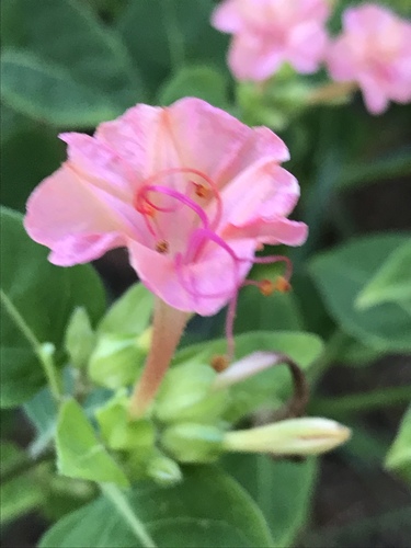 Mirabilis jalapa (Marvel of Peru)