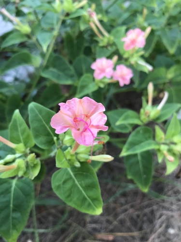 Mirabilis jalapa (Marvel of Peru)