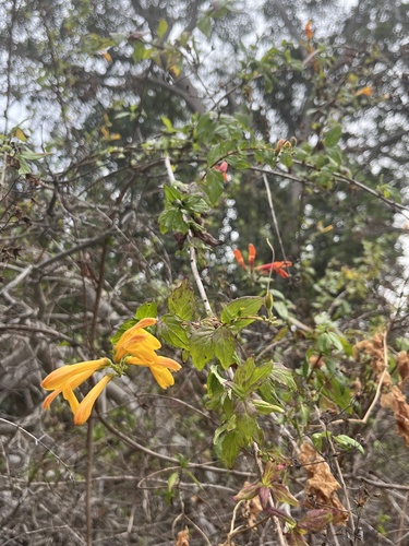 Keckiella cordifolia (heartleaf keckiella) (alternate view 5)
