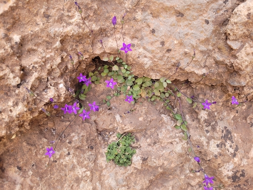 Campanula (bellflowers) (alternate view 3)