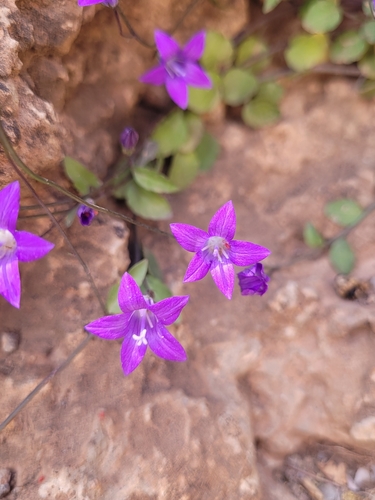 Campanula (bellflowers) (alternate view 4)