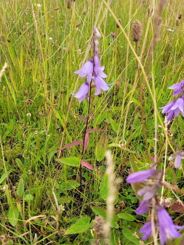 Campanula rapunculoides (Creeping Bellflower)