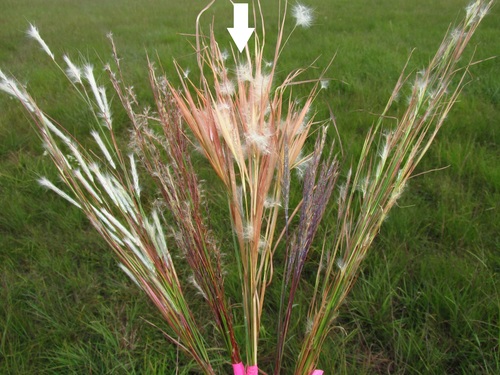 Anatherum (New World Bluestems)